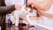 Aversectin mointment за котки: инструкция